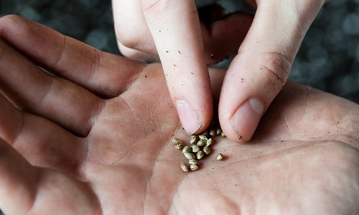 Cómo germinar semillas de marihuana en servilletas: La guía definitiva